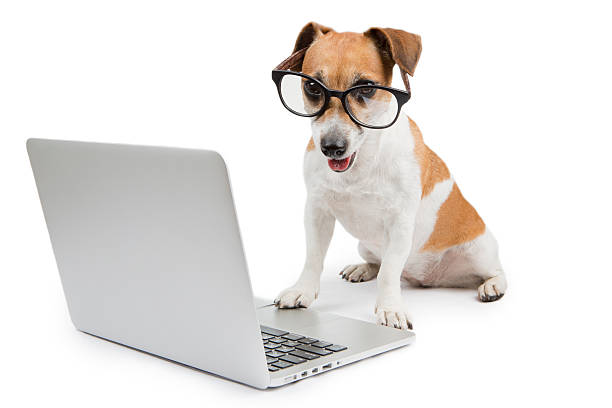 Dog On Computer 