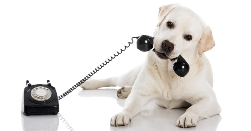 Dog Holding a rotary phone in its mouth